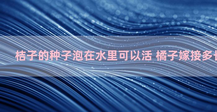 桔子的种子泡在水里可以活 橘子嫁接多长时间能活